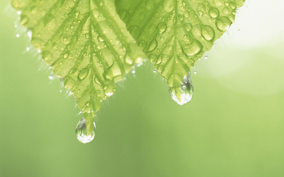 Heat Wave in Kansas City- Your Landscaping Needs Extra Water!