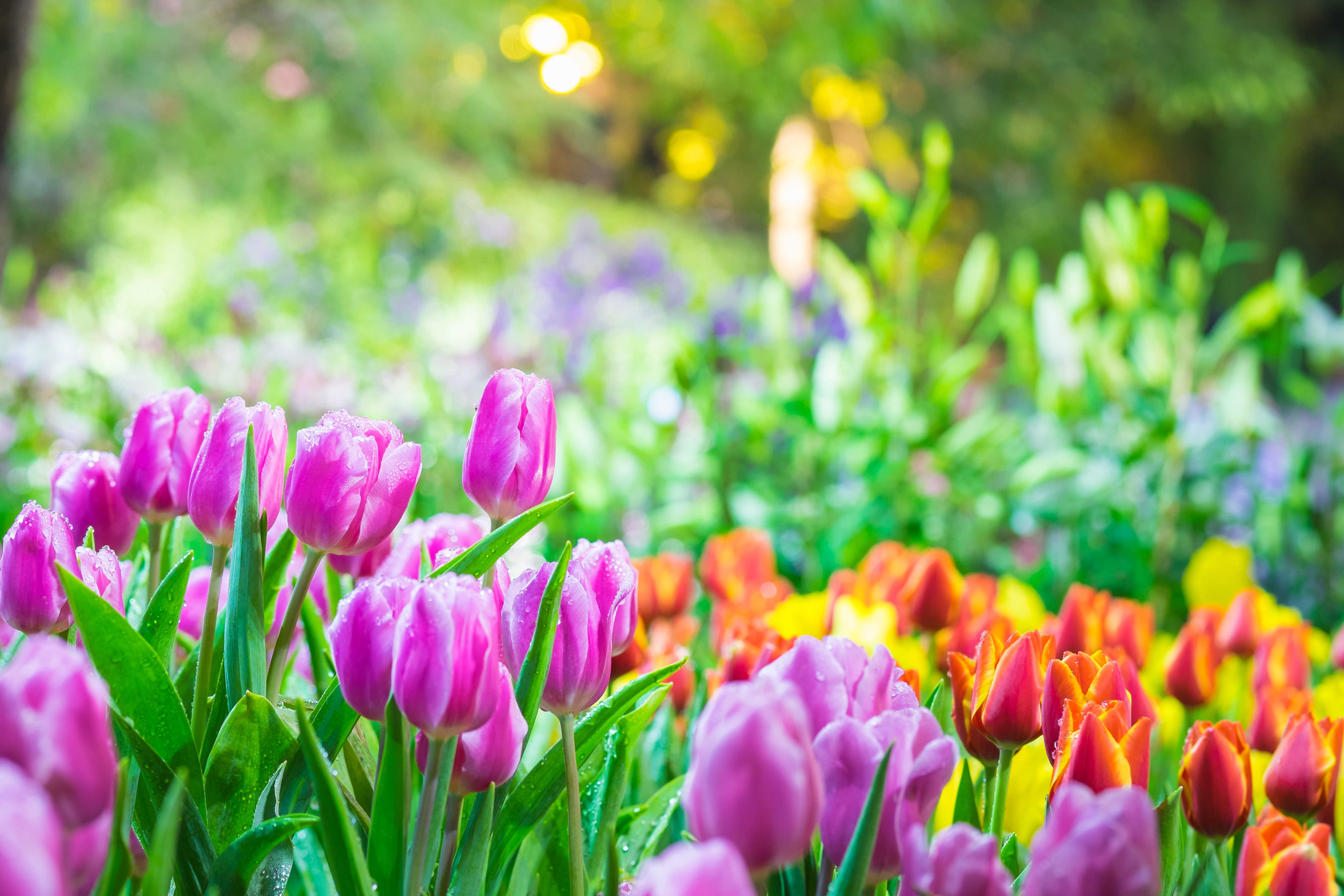 Multicolored tulips planted by Evolving Landscapes in Lee's Summit near Kansas City