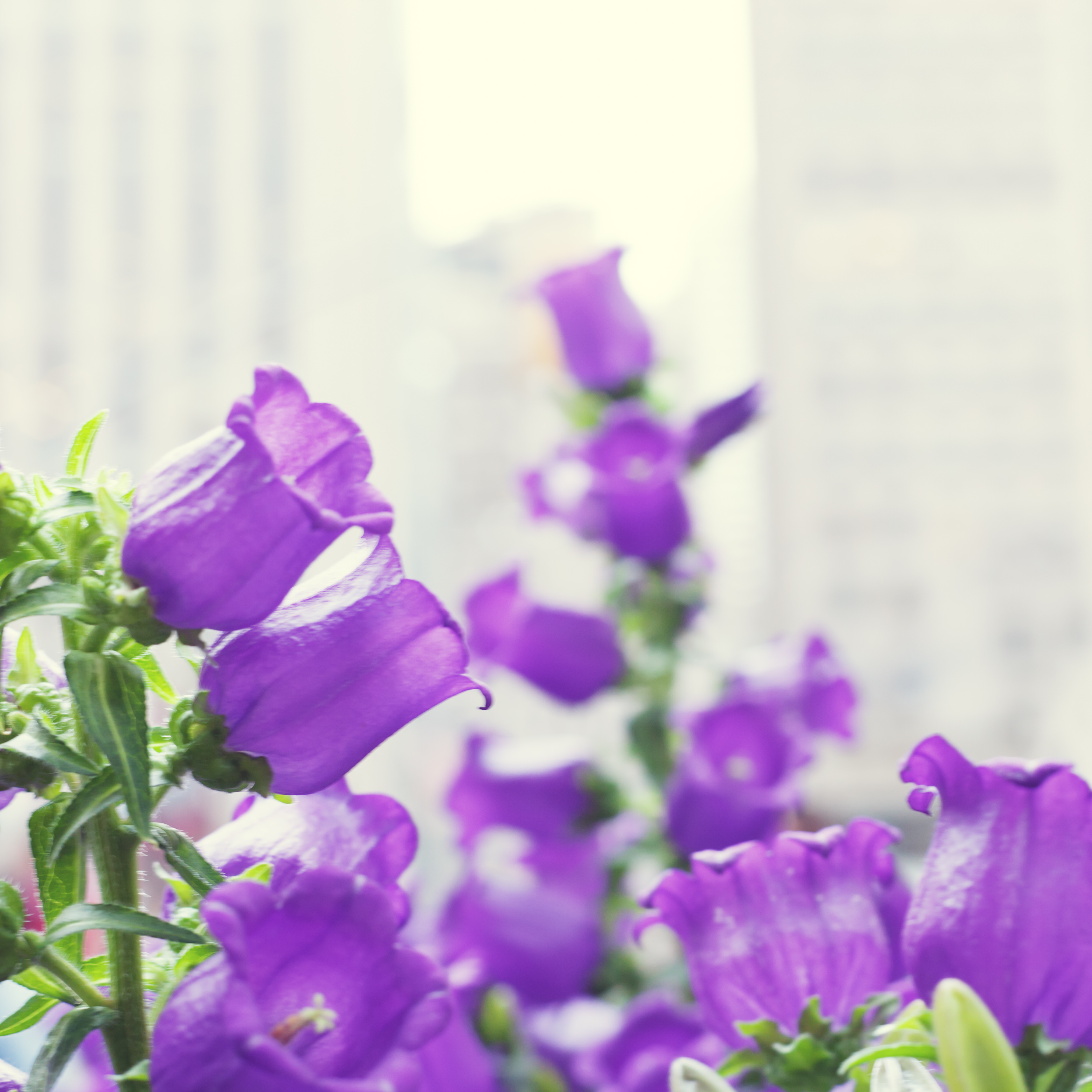 Purple bells a part of custom landscape design in Lee's Summit, MO