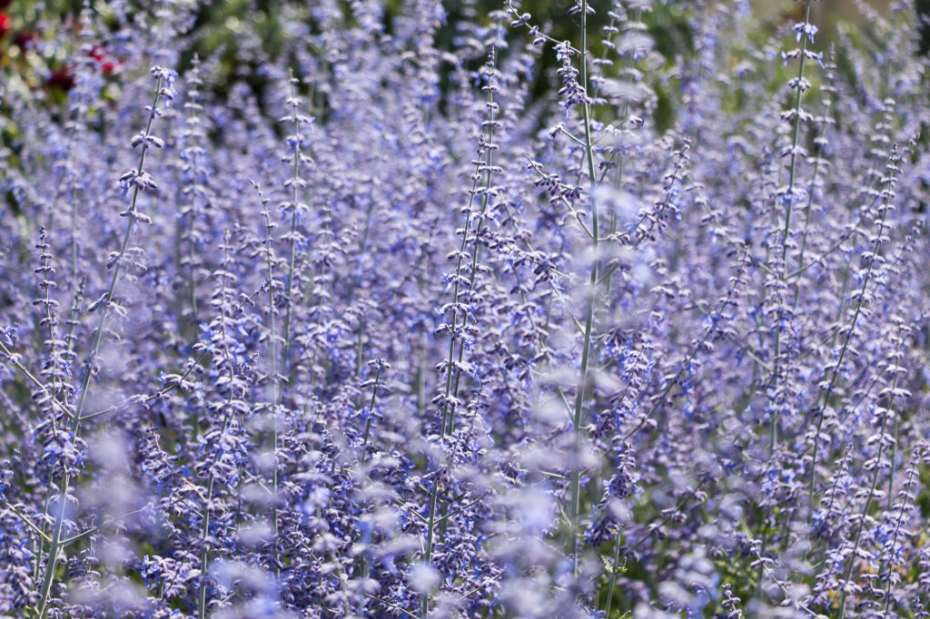 russian sage flower close-up