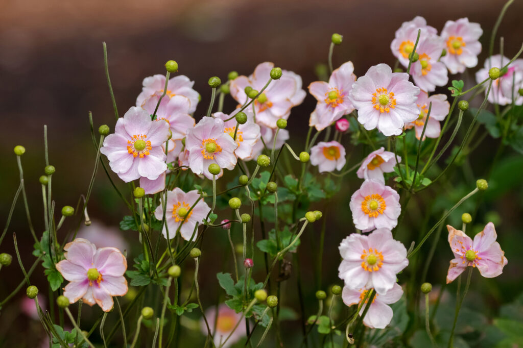 Japanese Anemone (Windflower) flowers in pink with yellow stamen