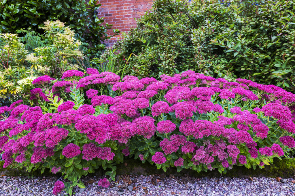 Garden with purple sedum flowers.