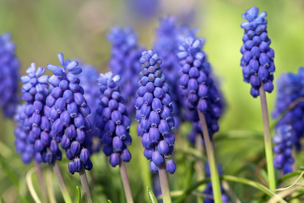 bunch of grape hyacinths