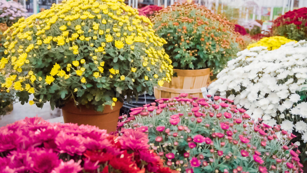 Variety of mums flowers in garden center.