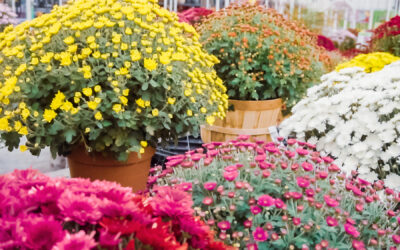 Discover the Best Flowers for Fall Planting in Your Garden