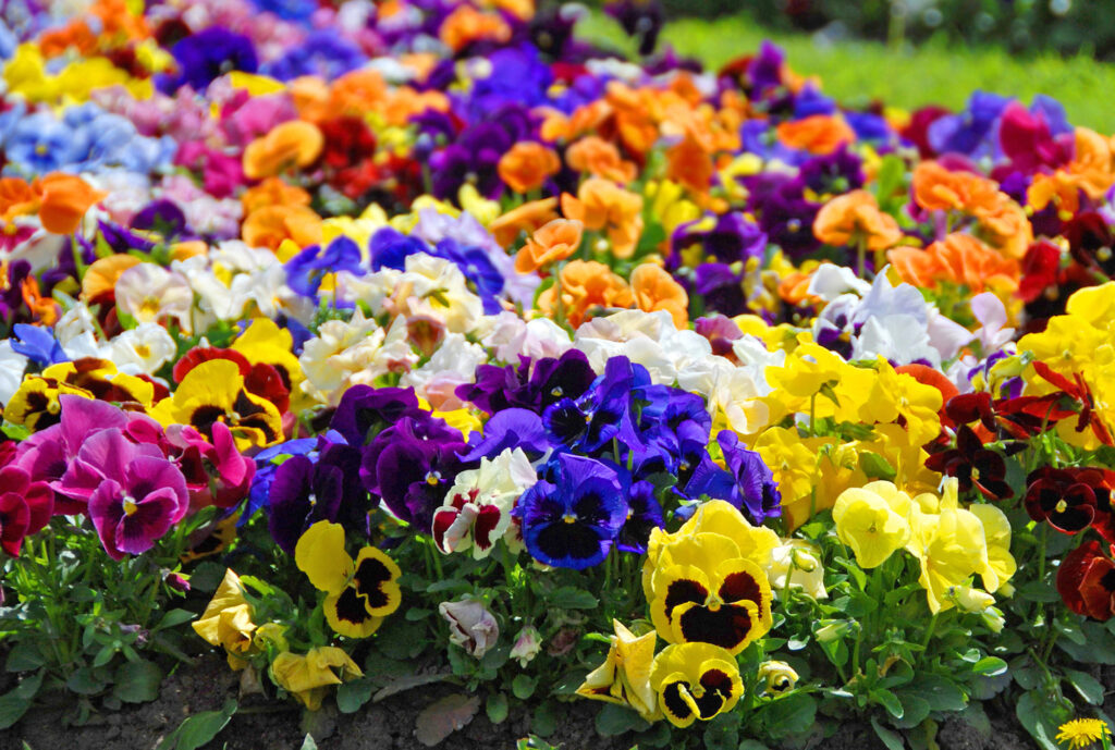 Pansies In A Flower Garden