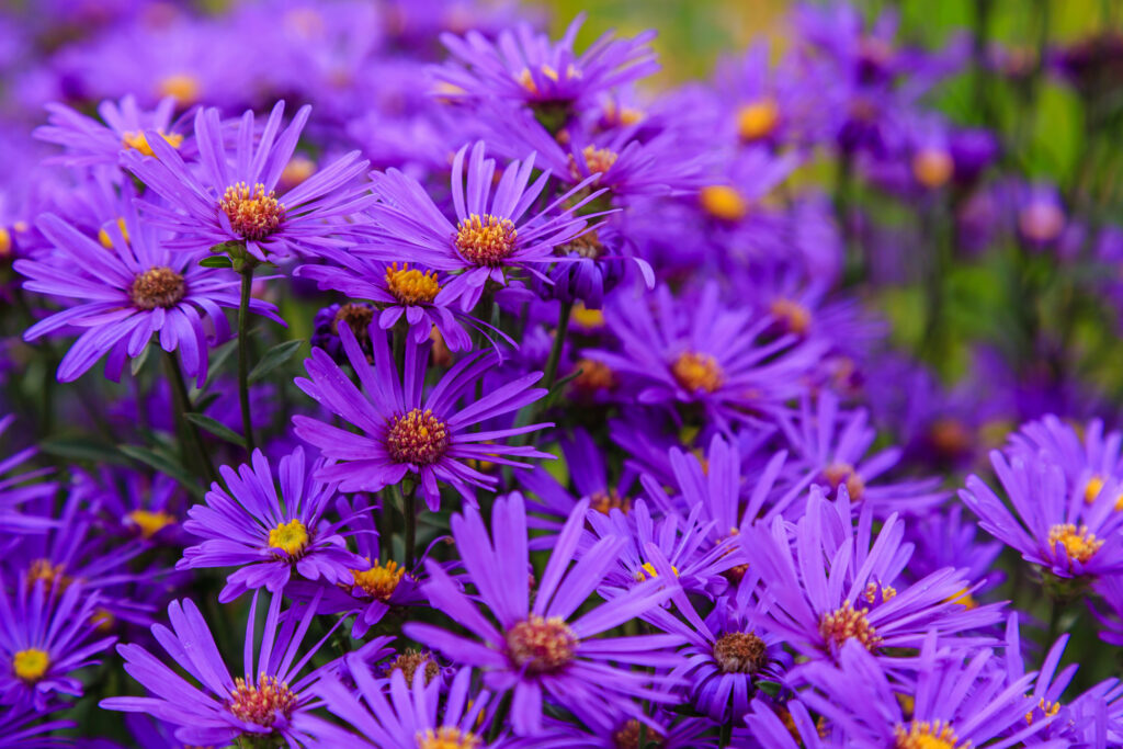 Close view of bright blooming asters
