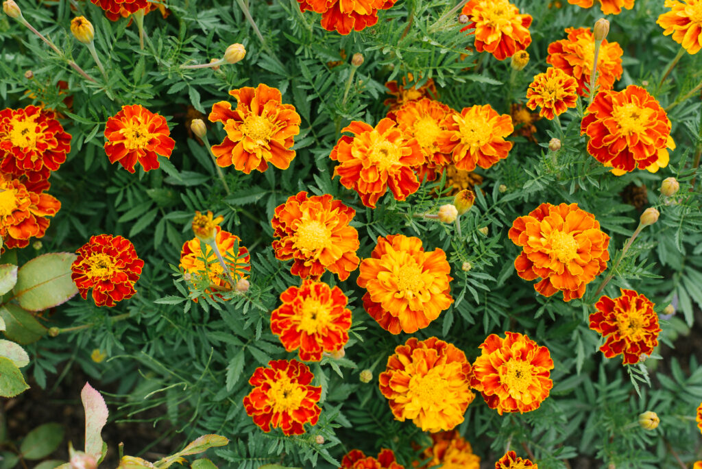 background of orange flowers marigolds in the garden in the fall