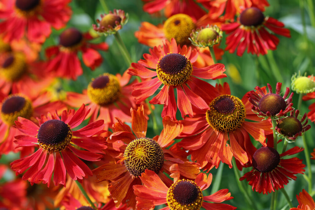 Orange sneezeweed flowers in close up