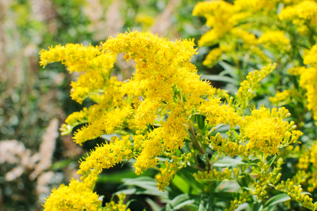 Blooming Goldenrod for Fall Planting