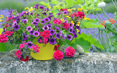 Blooming Wonders: The Best Flowering Plants for Pots